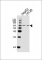 SMAD6 Antibody (Center)