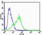 CHRNA9 Antibody (N-term)