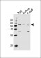 CHRNA9 Antibody (N-term)