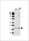 Histone H3 Antibody