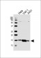 VAMP8 Antibody (N-term)