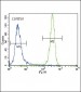 NRAS Antibody (C-term)