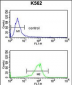 ATP1B2 Antibody (Center)