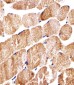 COX6A2 Antibody (Center)
