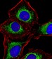 NDUA4 Antibody (C-term)