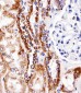NDUA4 Antibody (C-term)