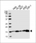 VAMP8 Antibody (N-term)