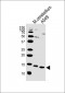 EIF1 Antibody (C-term)