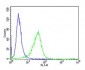 SNCA Antibody (C-term)