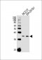 WDR82 Antibody (N-term)