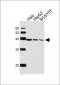 TIMM50 Antibody (N-term)