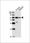 ALDH4A1 Antibody (C-term)