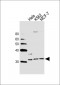 SIP1 Antibody (C-term)