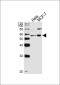 GATA6 Antibody (C-term)