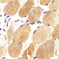 CARD6 Antibody (Center)