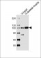 LRP12 Antibody (C-term)