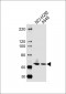 ATAD3A Antibody (N-term)