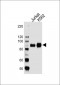 BRAF Antibody