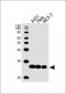 PRDX3 Antibody (C-term)