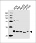 ITPA Antibody (N-term)