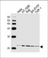 BAX Antibody (N-term)