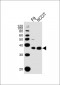 SOX2 Antibody (C-term)