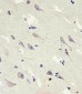 GLS2 Antibody (C-term E513)