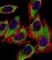 AGR2 Antibody (N-term)