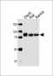 CD19 Antibody (C-term)