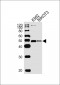 ACTL6A Antibody (Center)