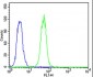 CDK5 Antibody (C-term)