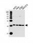 CDK5 Antibody (C-term)