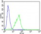 EPOR Antibody (C-term)