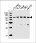 EPOR Antibody (C-term)