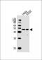 Mouse Actl6a Antibody (C-term)