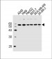 SERBP1 Antibody (Center)