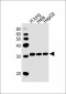 STOM Antibody (N-term)