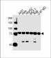 IMMT Antibody (Center)