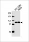 CHML Antibody (C-term)