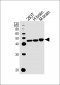 STRADA Antibody (C-term)