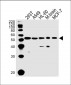 DKK3 Antibody (N-term)