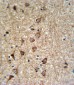 SLC25A37 Antibody (C-term)