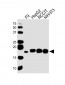 Mouse Hmga2 Antibody (C-term)