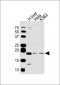 BRP44L Antibody (C-term)
