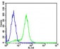 RPS6 Antibody (N-term)