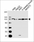 ACTN2 Antibody (Center)