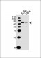 LTF Antibody