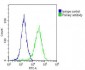 ALDH1A1 Antibody