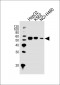 ALDH1A1 Antibody