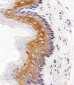 EGFR Antibody (C-term)